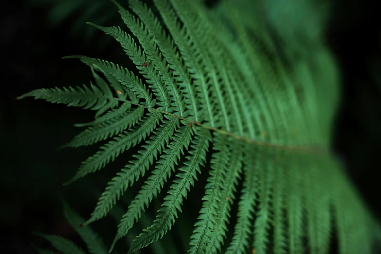 a close up of a fern leaf in the dark, an album cover, by Thomas Furlong, forest green, 2000s photo