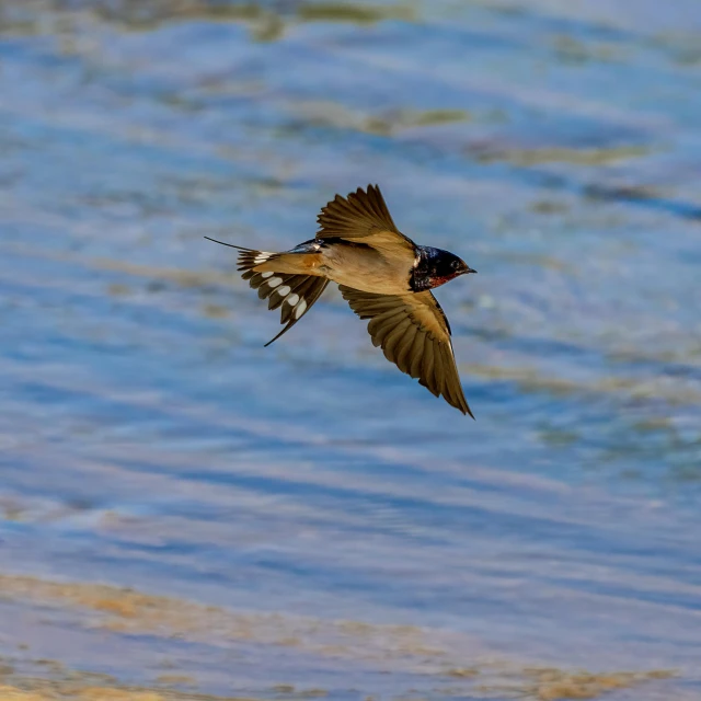 a bird flying over a body of water, by Peter Churcher, pexels contest winner, arabesque, sparrows, high quality photo, male and female, swift