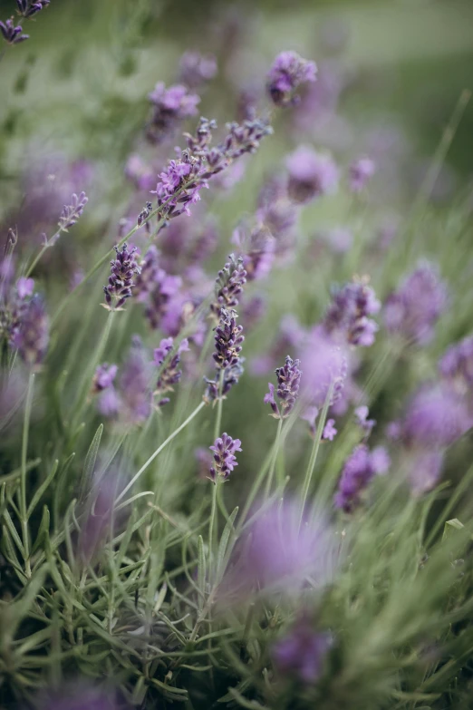 a bunch of purple flowers sitting on top of a lush green field, by David Simpson, unsplash, photographed on colour film, lavender plants, medium format. soft light, grey