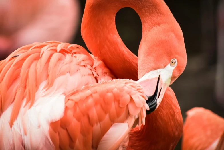 a group of flamingos standing next to each other, a photo, pexels contest winner, fantastic realism, pink and orange, 🦩🪐🐞👩🏻🦳, vibrant red 8k, dynamic closeup