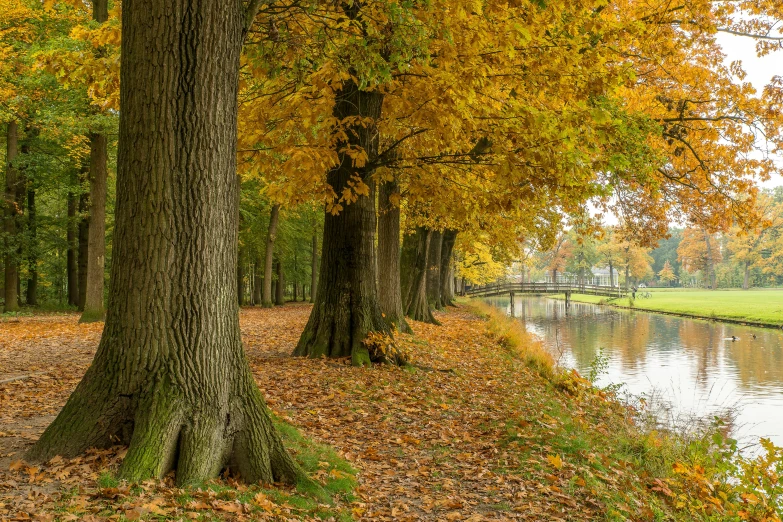 a group of trees that are next to a body of water, a picture, inspired by Willem de Poorter, pexels contest winner, yellow carpeted, delft, autum, thumbnail