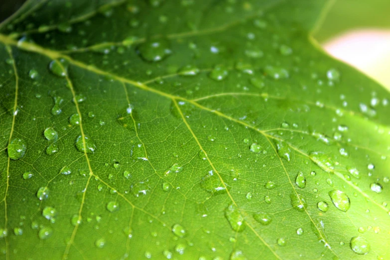 a green leaf with water droplets on it, by Jan Rustem, pixabay, detail shots, sycamore, high-quality photo, thumbnail