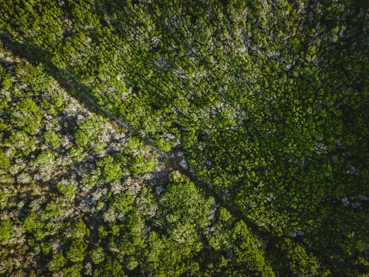 an aerial view of a forest from above, by Andrew Domachowski, reunion island landscape, angled shot, carson ellis, forest details