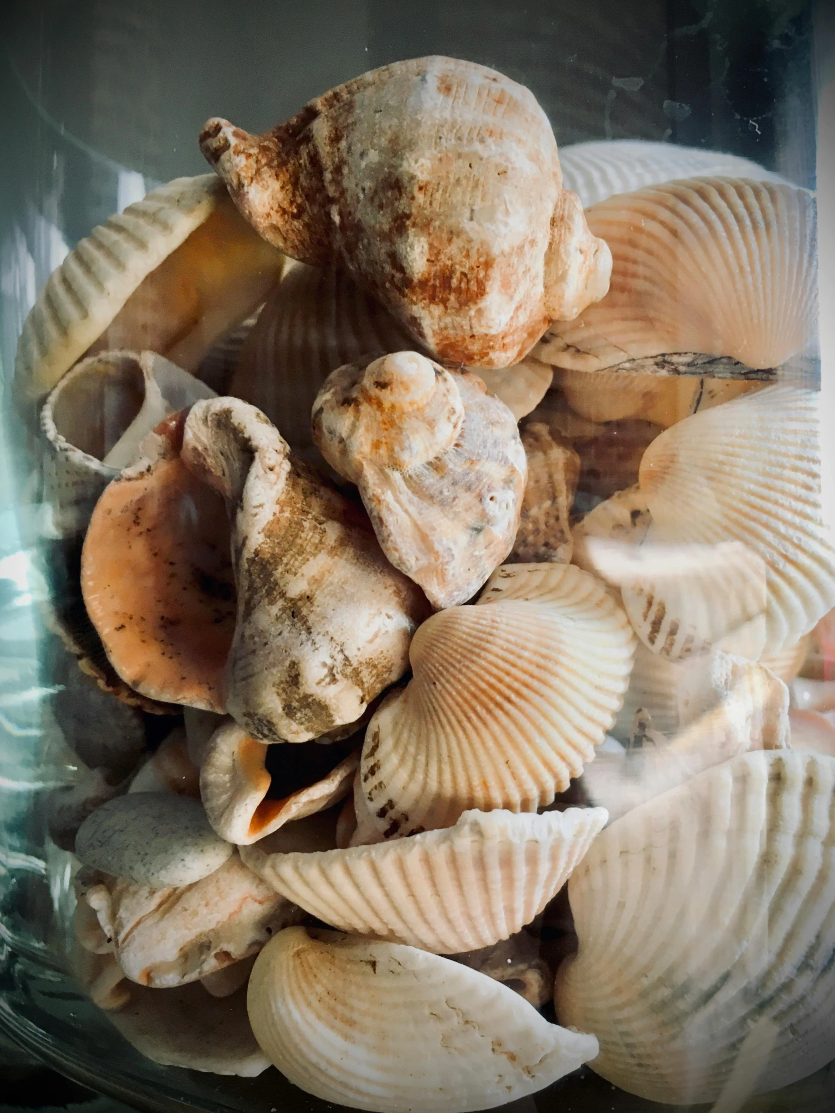 a large bowl filled with lots of shells