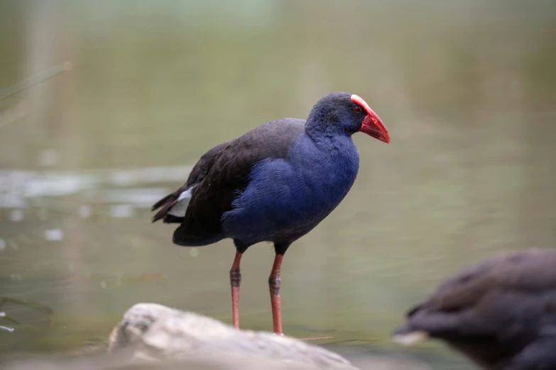 a bird standing on a rock in the water, dark blue and red, purple. smooth shank, new zealand, zoomed in