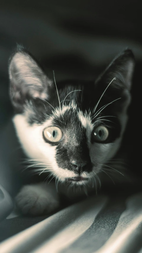 a black and white cat laying on top of a bed, by Basuki Abdullah, unsplash, photorealism, big eyes!!!!!!!!, medium format, vintage photo, detailed medium format photo