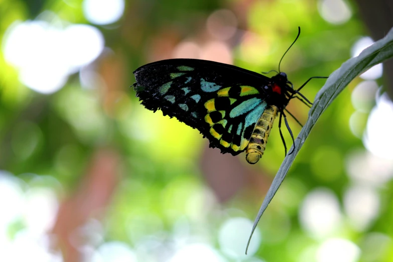 a close up of a butterfly on a branch, by Gwen Barnard, unsplash, hurufiyya, green and yellow, multi - coloured, black and green, slide show