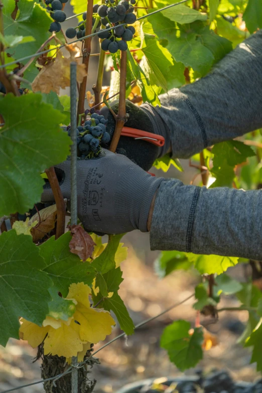 two hands picking gs from the top of a vine