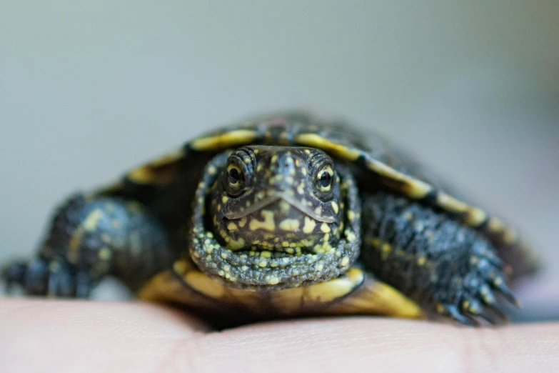 a close up of a small turtle on a person's hand, by Adam Marczyński, trending on unsplash, bumpy mottled skin, all looking at camera, aged 2 5, wee whelp