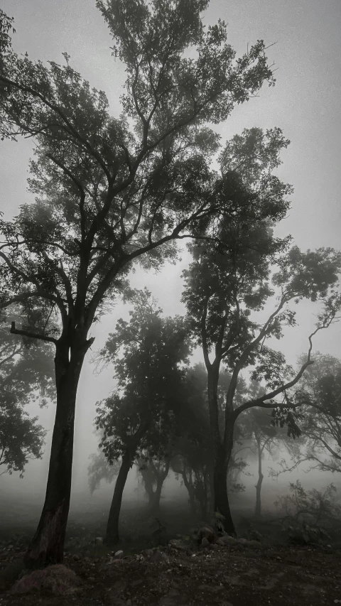 a black and white po of trees on a foggy day