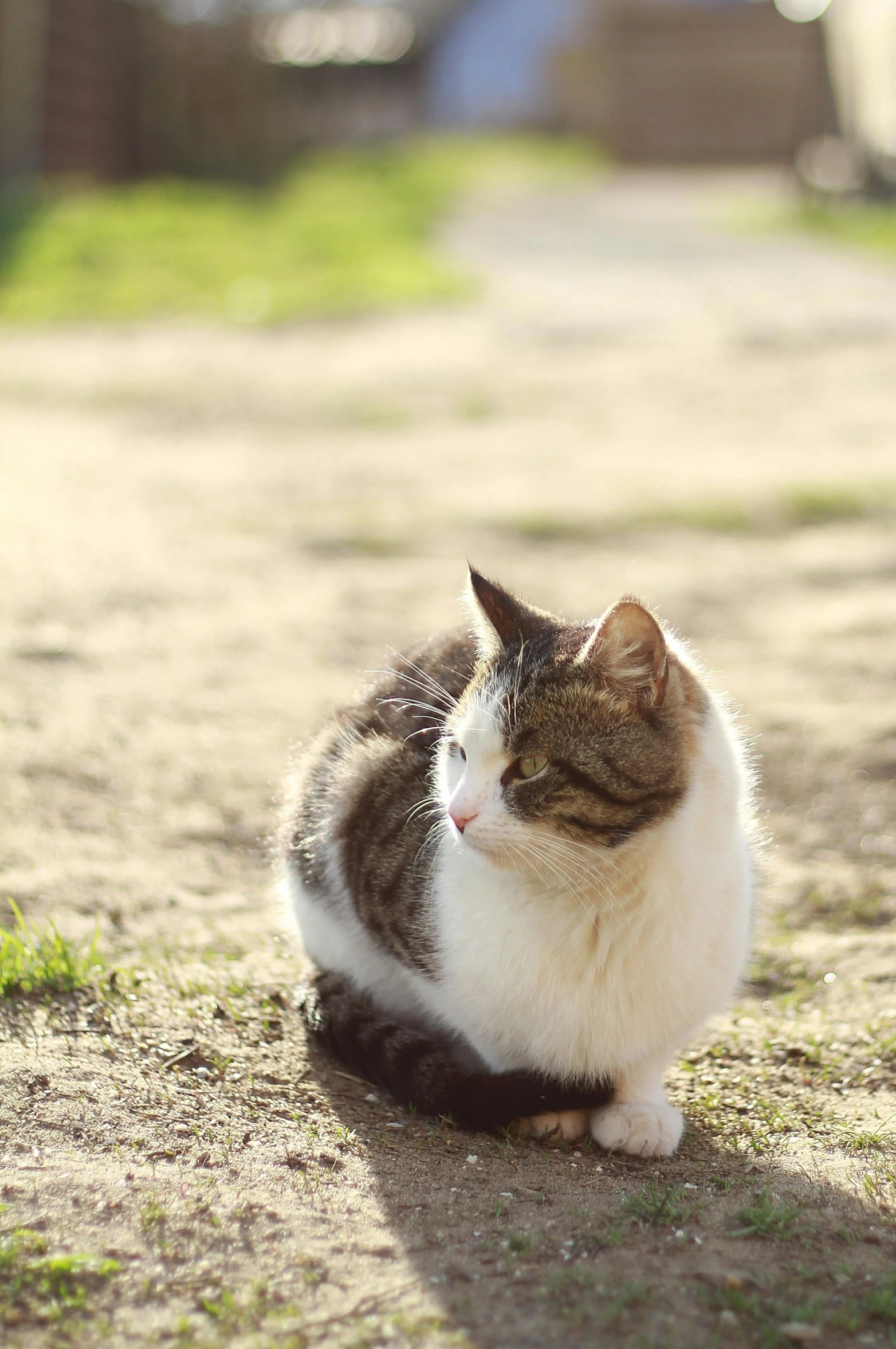 a cat that is sitting in the dirt, at a park, in the sun