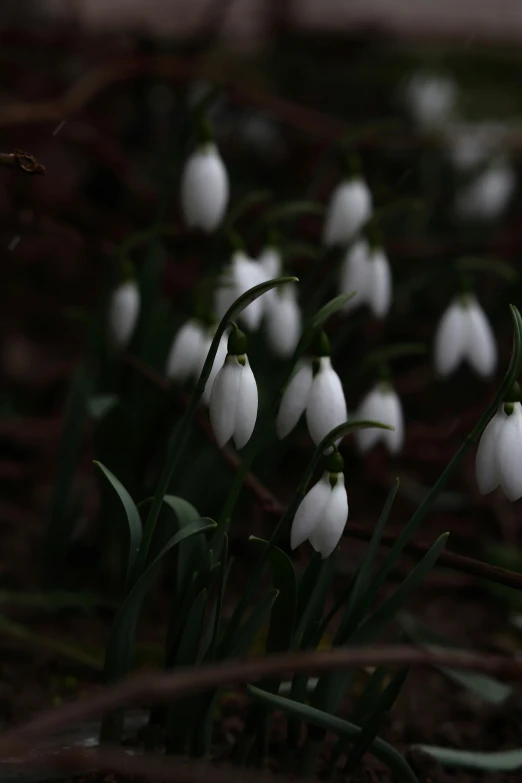 a bunch of snowdrops that are in the grass, an album cover, by Robert Storm Petersen, trending on unsplash, on a dark winter's day, ignant, ermine, ivy's