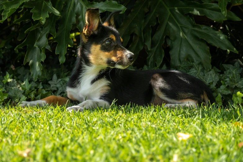 a dog that is laying down in the grass, manuka, well shaded, gardening, shot with sony alpha