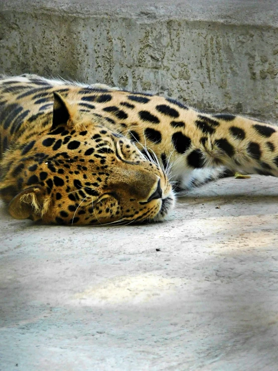 a leopard that is laying down on the ground, pexels contest winner, 'i'm so tired, two exhausted, attractive, islamic