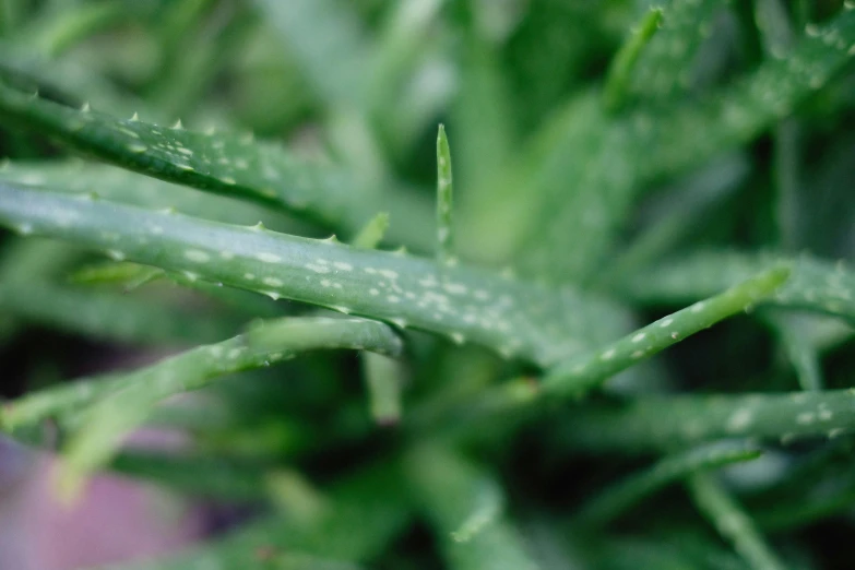 a close up of a plant with water droplets on it, hurufiyya, jagged edges, green plant, serrated point, award - winning