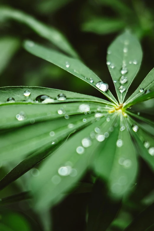 a close up of a leaf with water droplets on it, renaissance, with green cannabis leaves, multiple stories, image, clover