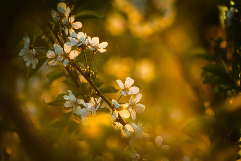 a close up of a branch of a tree with white flowers, inspired by Elsa Bleda, art photography, golden hour”, great light and shadows”, color ( sony a 7 r iv, porcelain skin ”