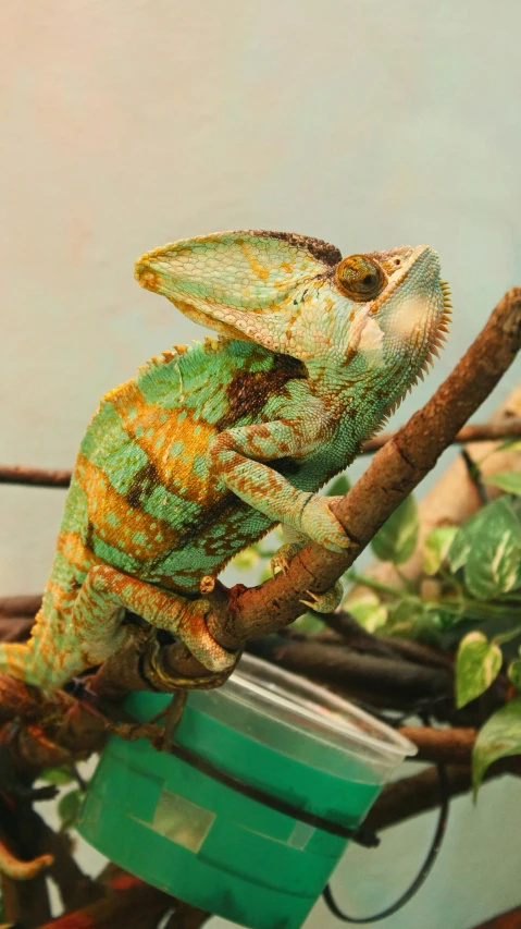 a chamelon sitting on top of a tree branch, a colorized photo, trending on pexels, renaissance, holographic creatures, an afghan male type, vivarium, cyan and green