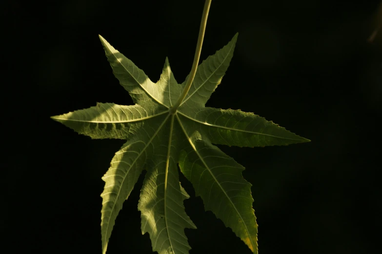 a close up of a leaf on a tree, unsplash, hurufiyya, pale green backlit glow, japanese maples, on a black background, marihuana