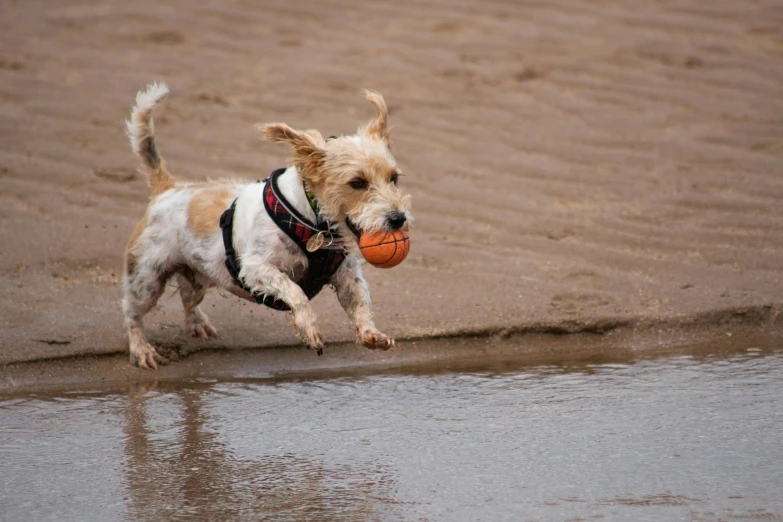 a small dog running with a ball in its mouth, pexels contest winner, beach tennis, thumbnail, 8k 50mm iso 10, in liquid