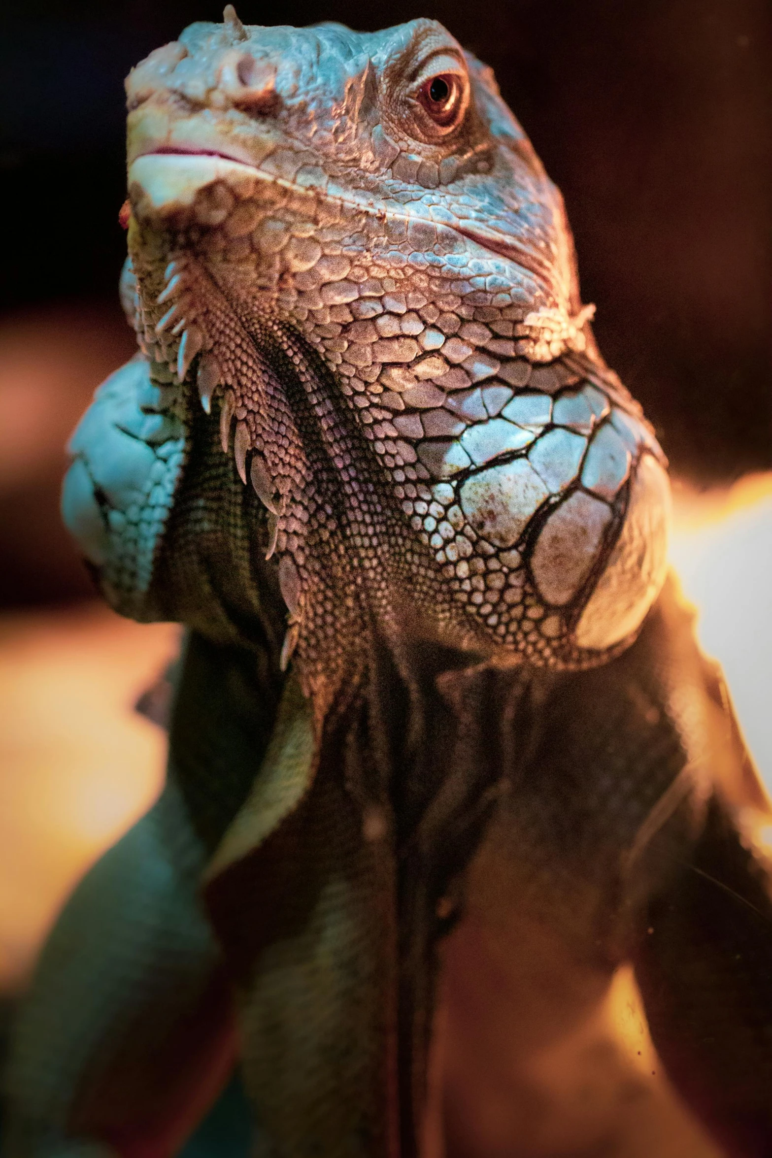 a close up of a lizard with a blurry background, a macro photograph, pexels contest winner, photorealism, emerging from blue fire, wrinkled, taken in the late 2010s, a high angle shot