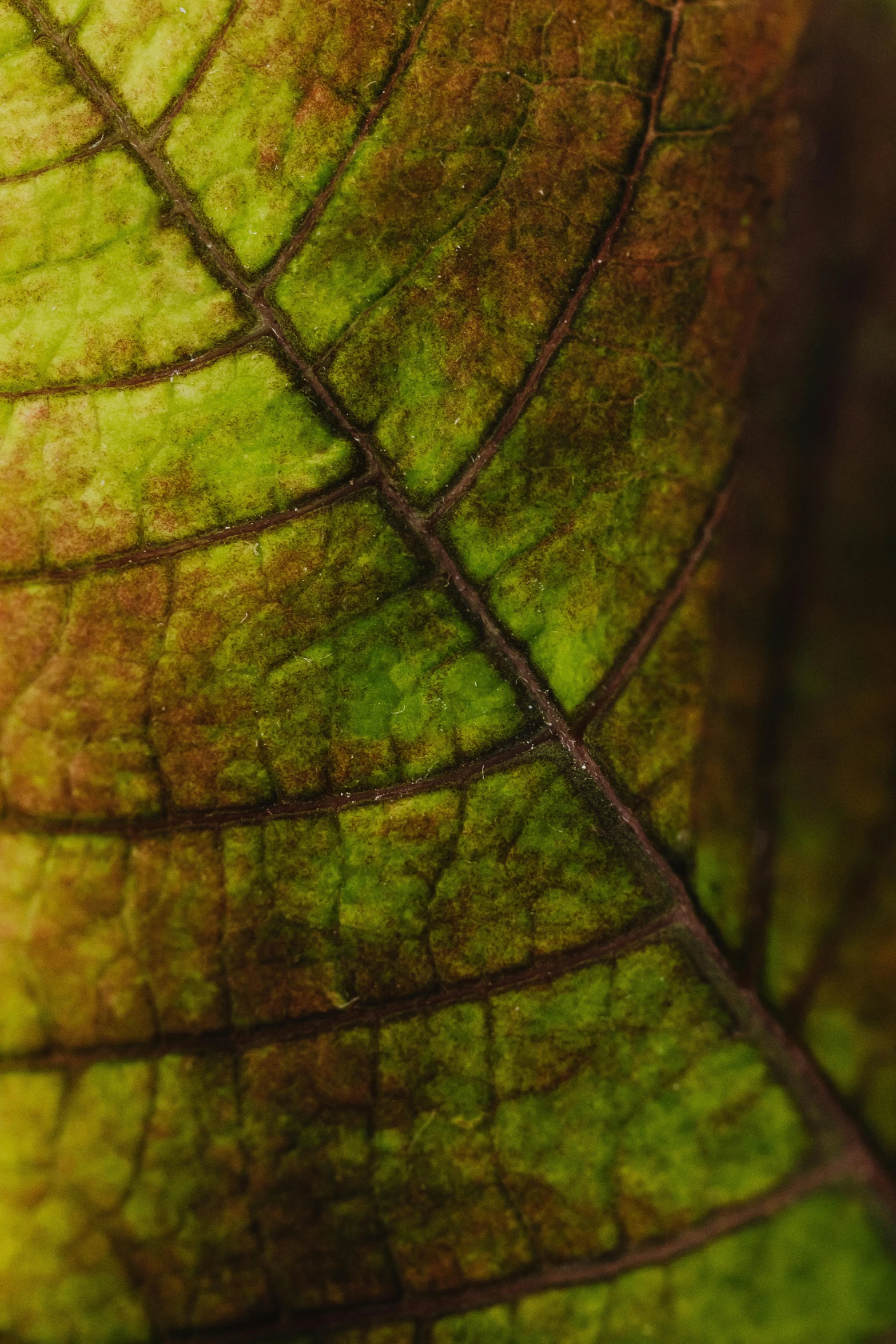 a close up view of a green leaf, a macro photograph, by Jan Tengnagel, unsplash, renaissance, brown, a colorful