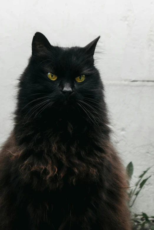 a black cat sitting in front of a white wall, a picture, trending on unsplash, furry art, portrait of rugged zeus, similar to hagrid, with wild hair and haunted eyes, an olive skinned