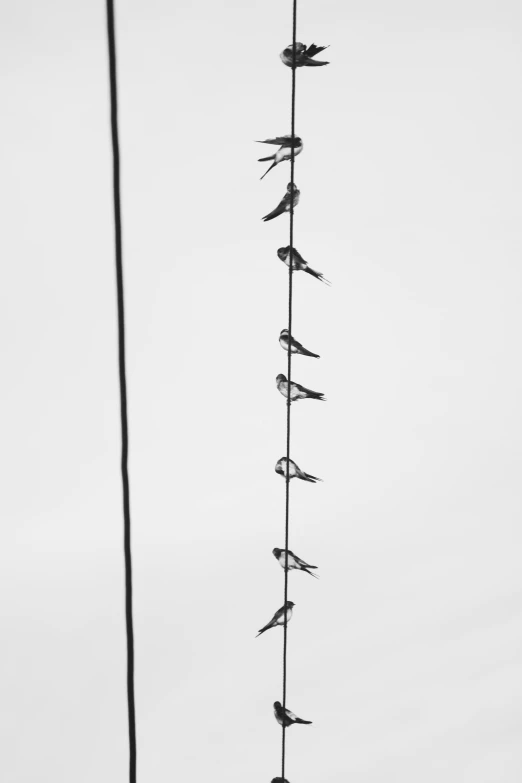a couple of birds sitting on top of a pole, a black and white photo, unsplash, conceptual art, tiny wires on the ground. narrow, shinichi fukuda, in a row, ffffound