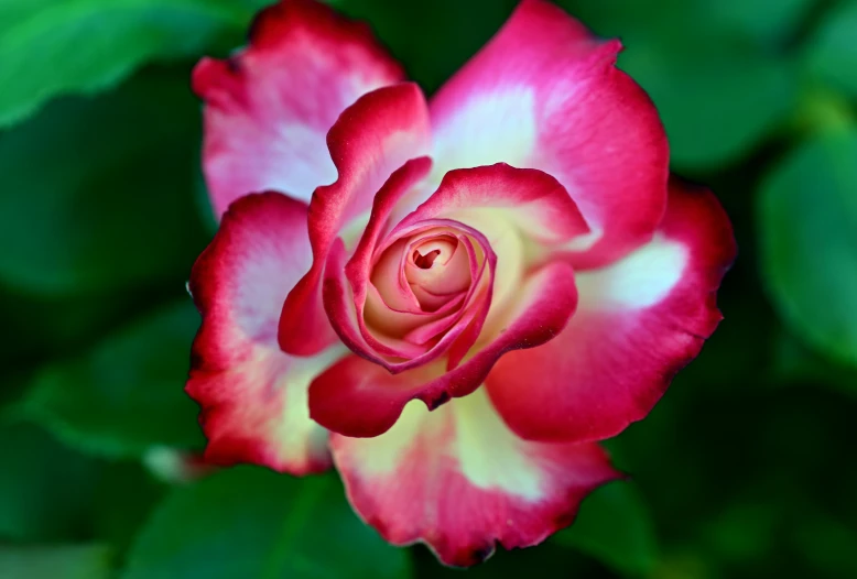 a red rose with white and yellow petals in bloom