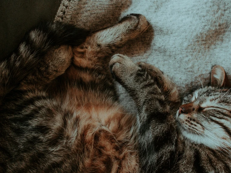 a cat laying on its back on a blanket, pexels contest winner, holding each other, gif, paw pads, 33mm photo