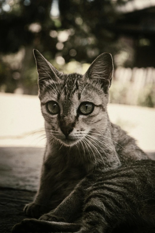 a cat that is laying down on the ground, unsplash, photorealism, grey ears, vintage photo, confident shaded eyes, over-shoulder shot