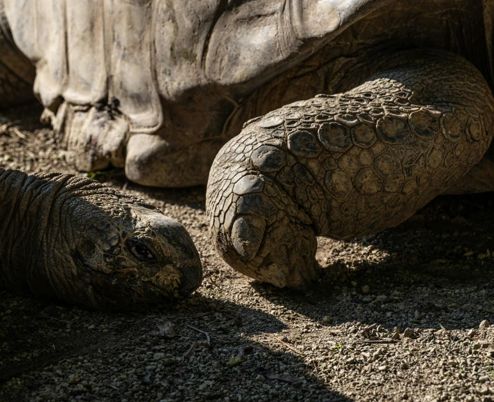 a large tortoise standing next to a smaller tortoise, by Adam Marczyński, pexels contest winner, intricate wrinkles, gentle shadowing, laying on their back, tardigrade wearing sunglasses