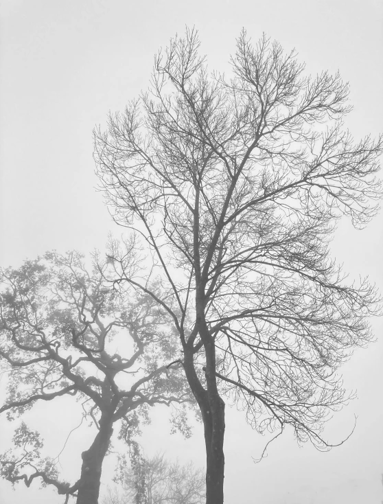 a black and white photo of two trees in the fog, by Tatsuyuki Tanaka, sōsaku hanga, laurie lipton and michael whelan, ( ( photograph ) ), tall broad oaks, zezhou chen