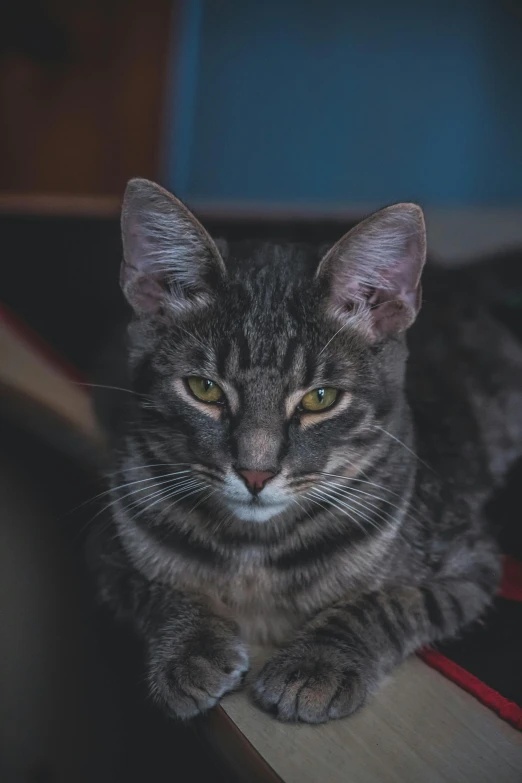 a cat sitting on top of a wooden table, facing the camera