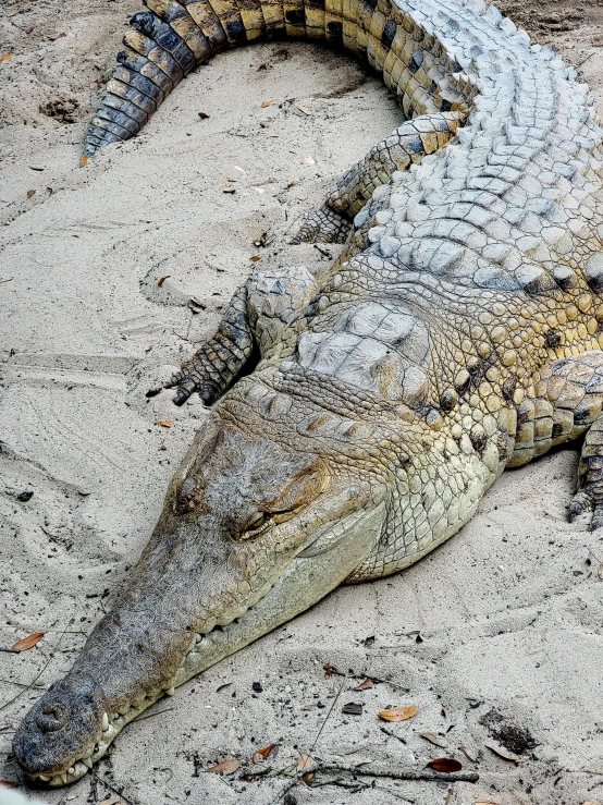 a large alligator laying on top of a sandy beach, by Jan Gregoor, full frame image, trending photo, high angle close up shot, australian