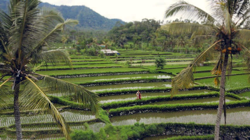 a lush green rice field surrounded by palm trees, a picture, unsplash, sumatraism, villagers busy farming, 2 0 0 0's photo, staggered terraces, 4k)