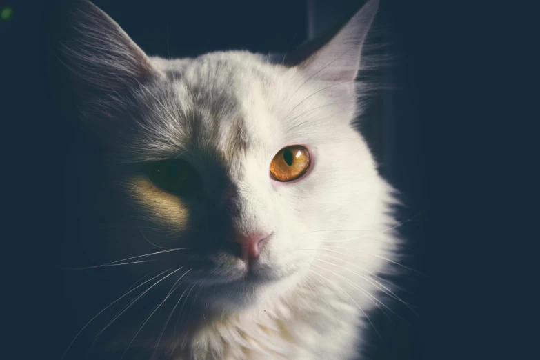 a close up of a white cat with yellow eyes, a picture, inspired by Elsa Bleda, pexels contest winner, instagram post, dimly lit, aristocratic, furred