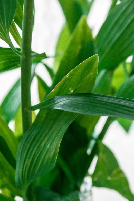 a close up of a plant with green leaves, inspired by Exekias, smooth shine texture, award - winning details, large tall, made of bamboo