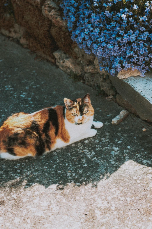 a cat that is laying down on the ground, unsplash, renaissance, coloured film photography, spotted, gif, high angle shot