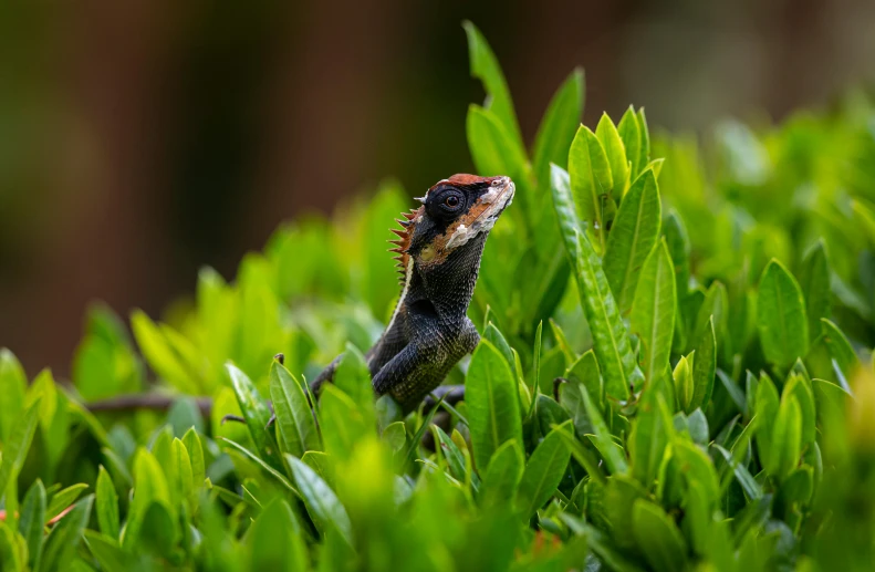 a lizard standing on top of a lush green field, an album cover, pexels contest winner, sumatraism, bushy tail, australian, ancalagon the black, portrait of a small