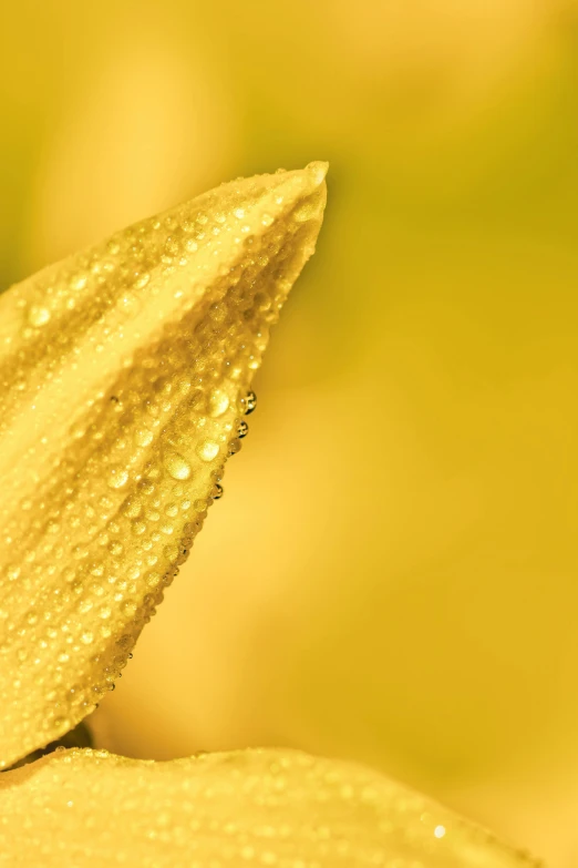 a close up of a flower with water droplets on it, a macro photograph, by David Simpson, minimalism, yellow background, corn, golden morning light, today\'s featured photograph 4k