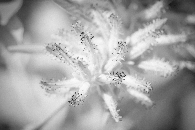 a black and white photo of a flower, a macro photograph, by Louisa Puller, dreamy soft, dendritic, myrtle, bokeh. brian spilner