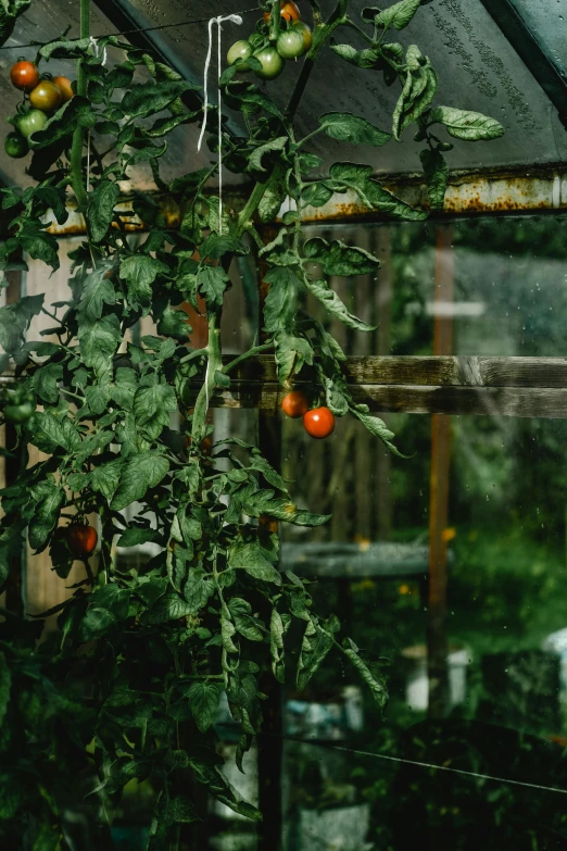 a greenhouse filled with lots of green and red tomatoes, inspired by Elsa Bleda, unsplash contest winner, renaissance, hanging out with orbs, photographed on damaged film, looking out, hanging