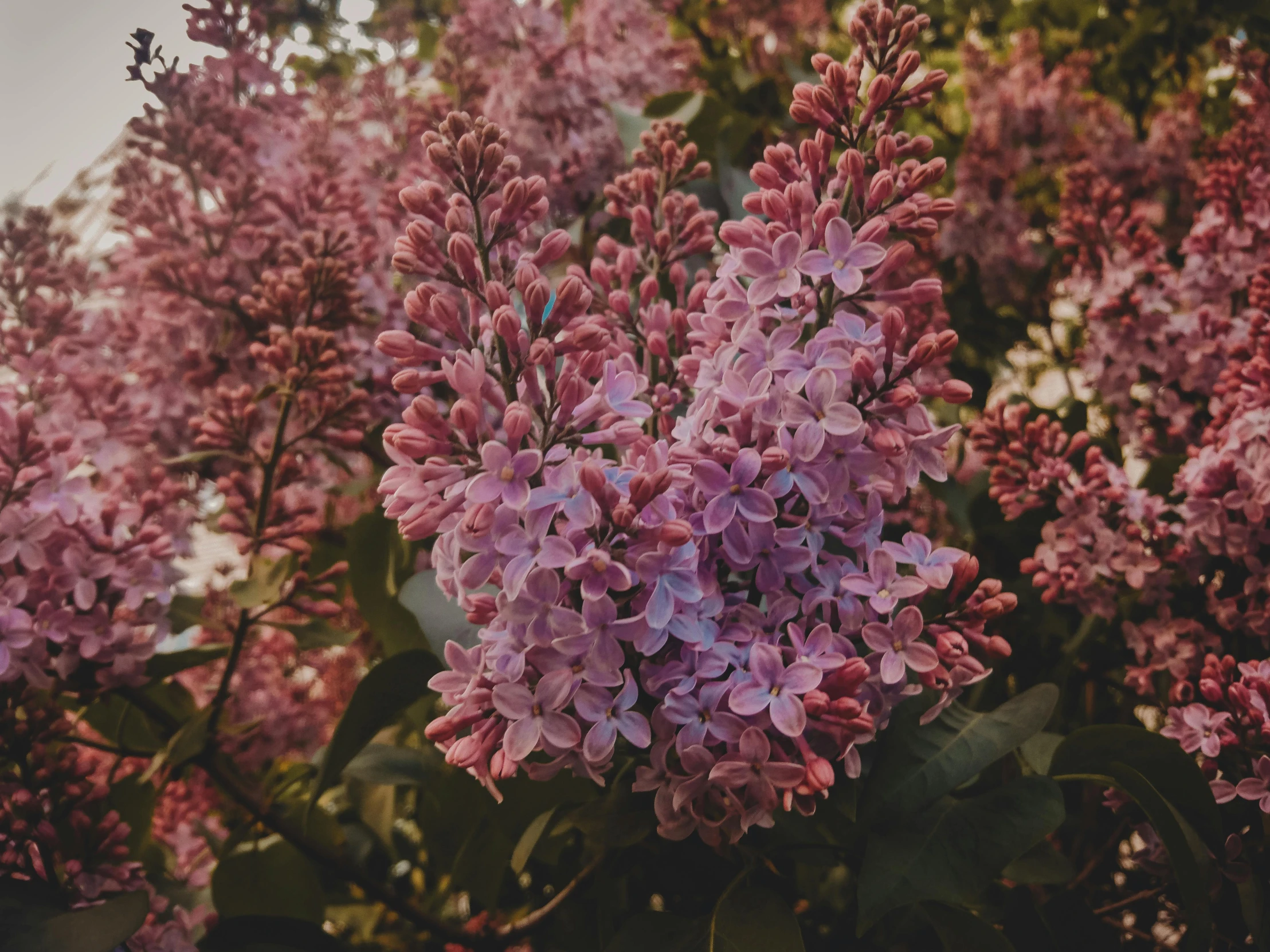 a close up of a bunch of purple flowers, a colorized photo, pexels contest winner, tall purple and pink trees, lilacs, alessio albi, shot on iphone 1 3 pro max