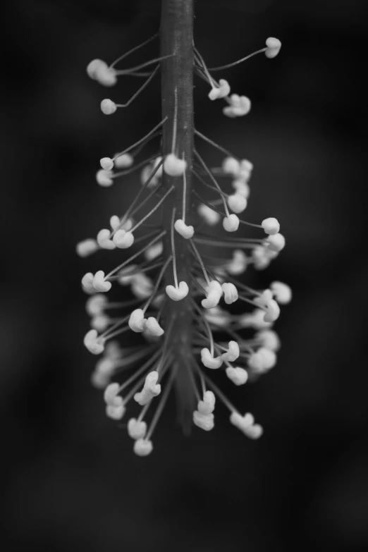 a black and white photo of a plant, by Andrew Allan, strings of pearls, medium format. soft light, 中 元 节, detailed expression
