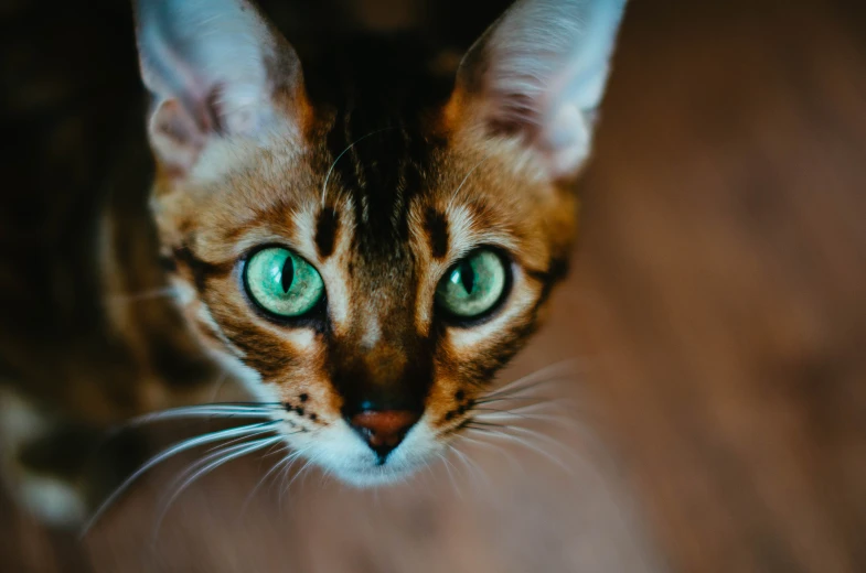 a close up of a cat with green eyes, trending on pexels, copper and emerald, looking up at camera, a wide full shot, huge-eyed