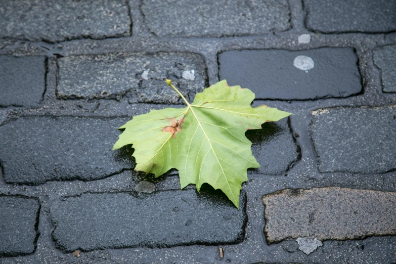 a leaf that is laying on the ground, an album cover, unsplash, pavements, nothofagus, dezeen, remastered