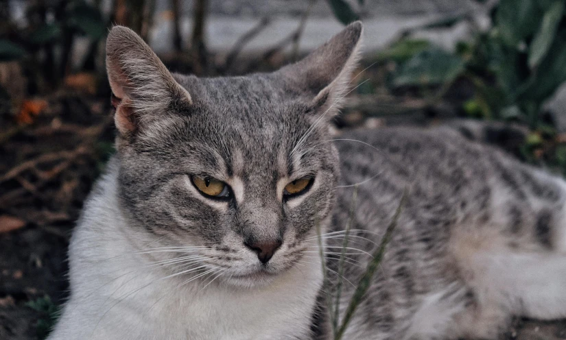 a gray and white cat laying on the ground, a portrait, pexels contest winner, tabaxi male, close-up photo, mixed animal, scratchy