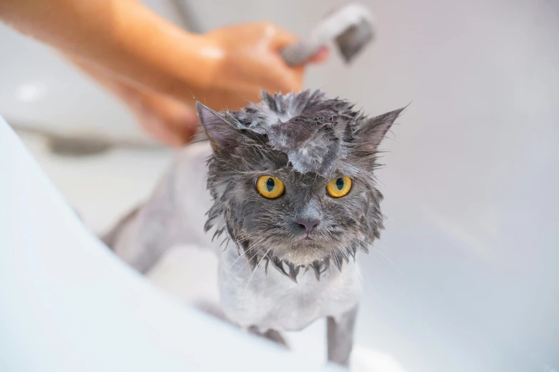 a cat that is sitting in a bath tub, by Julia Pishtar, shutterstock, wet eye in forehead, on a hot australian day, handheld, gremlin