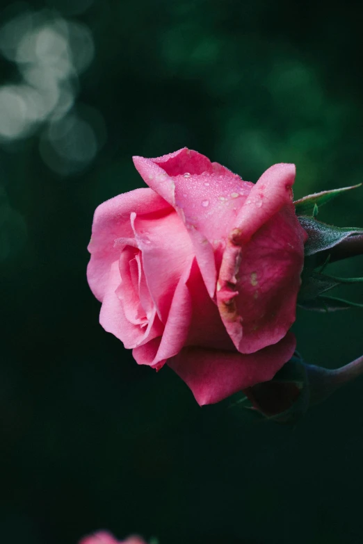 a close up of a pink rose on a stem, unsplash, paul barson, rip, various posed, highly upvoted